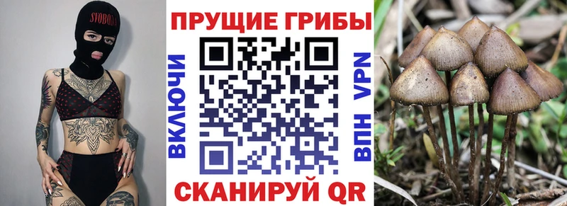 blacksprut сайт Балтийск Псилоцибиновые грибы MAGIC MUSHROOMS